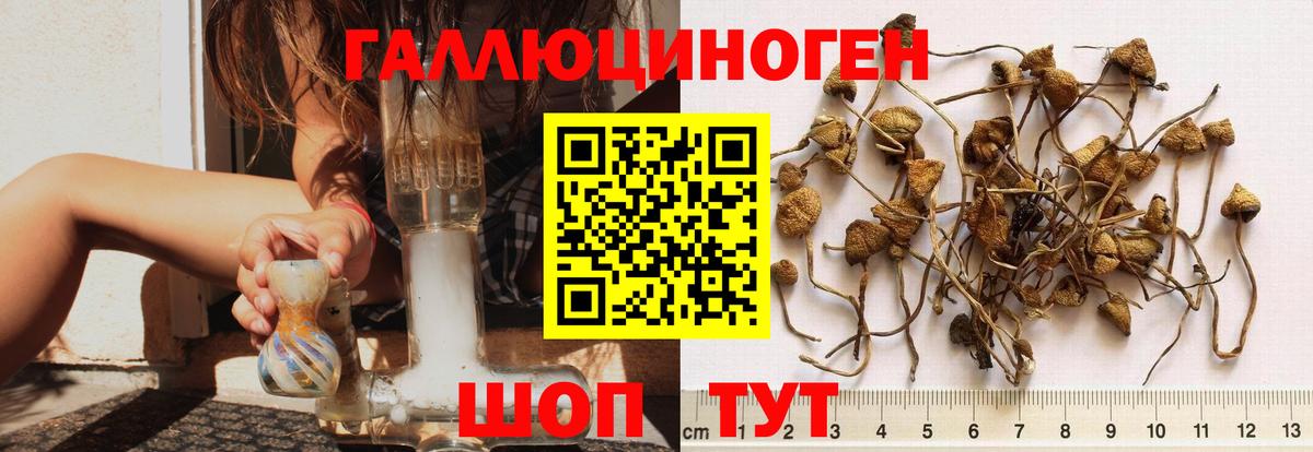 Псилоцибиновые грибы Cubensis Россошь
